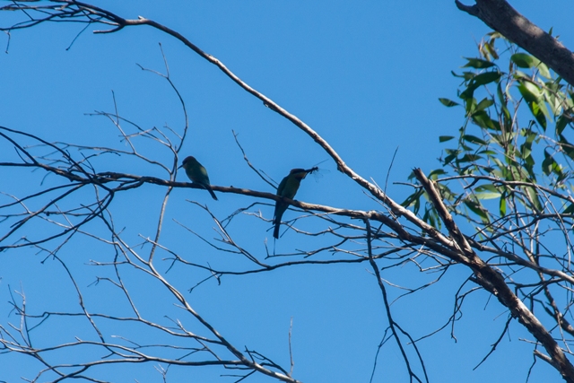 Kakadu